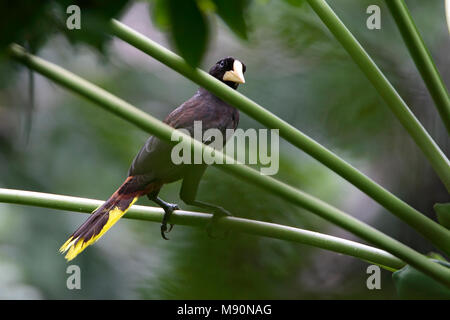 Kuif - oropendola zittend op tak Tobago, Crested Oropendola thront auf Zweig Tobago Stockfoto