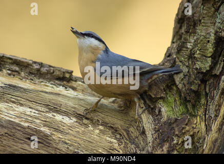 Eurasischen Kleiber mit Essen auf Baum Niederlande, Boomklever met voedsel op Boom Nederland Stockfoto