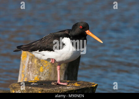 Scholekster rustend op paal Nederland, Eurasischen Austernfischer auf Pole Niederlande Stockfoto