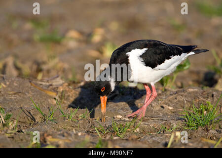 Juveniele Scholekster voedsel zoekend Nederland, Juvenile eurasischen Austernfischer Nahrungssuche Niederlande Stockfoto