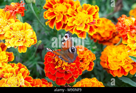 Europäische Peacock (Nymphalis io) Schmetterling sitzt auf orange Blumen Tagetes, Ansicht von oben Stockfoto