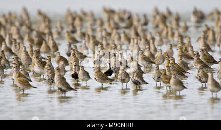 Groep Goudplevieren staand in het water Nederland, Gruppe Europäische goldene Regenpfeifer stehend im Wasser Niederlande Stockfoto