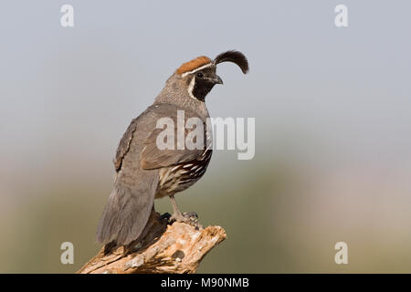 Mannetje Helmkwartel op de Uitkijk Californie USA, männliche Gambel's Wachtel auf dem Blick heraus, Kalifornien, USA Stockfoto