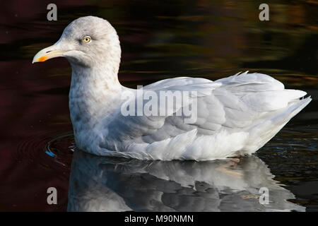 Glaucous Möwe nach winterplumage schwimmen Niederlande, Grote Burgemeester nach zomerkleed zwemmend Nederland Stockfoto