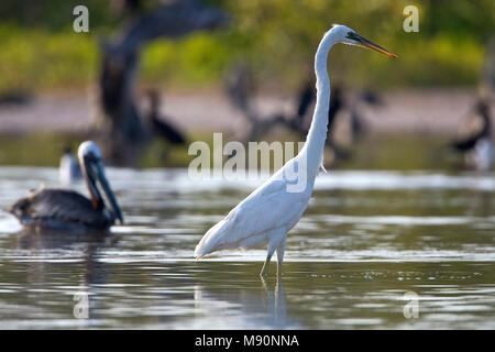 Amerikaanse Blauwe Reiger witte vorm wadend Mexiko, Great Blue Heron White Morph waten Mexiko Stockfoto