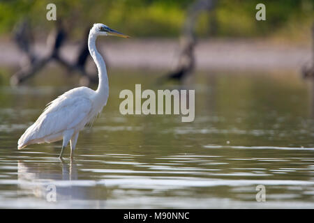 Amerikaanse Blauwe Reiger witte vorm wadend Mexiko, Great Blue Heron White Morph waten Mexiko Stockfoto