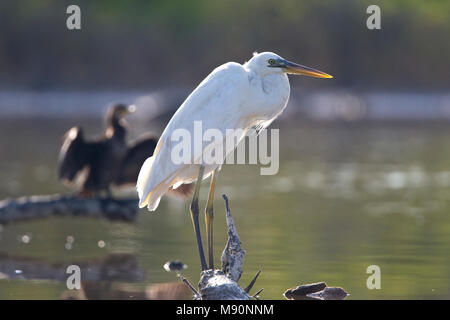 Amerikaanse Blauwe Reiger witte vorm staand Mexiko, Great Blue Heron White Morph ständigen Mexiko Stockfoto