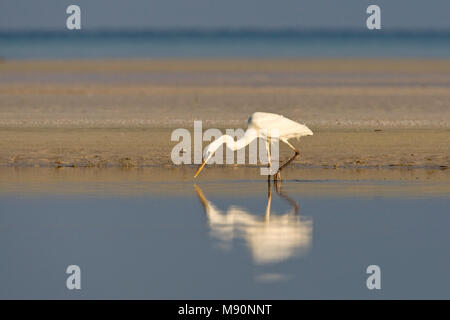 Amerikaanse Blauwe Reiger witte vorm jagend Mexiko, Great Blue Heron White Morph Jagd Mexiko Stockfoto