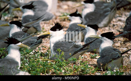 Grote Kuifstern broed Kolonie Allemagne, tolle Crested-Tern Kolonie Australien Stockfoto