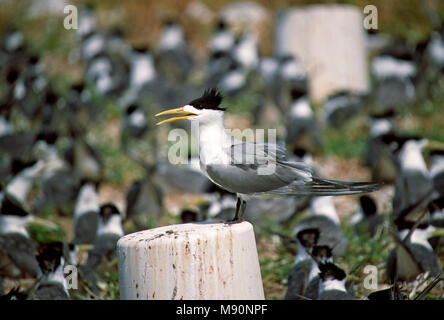 Grote Kuifstern broed Kolonie Allemagne, tolle Crested-Tern Kolonie Australien Stockfoto