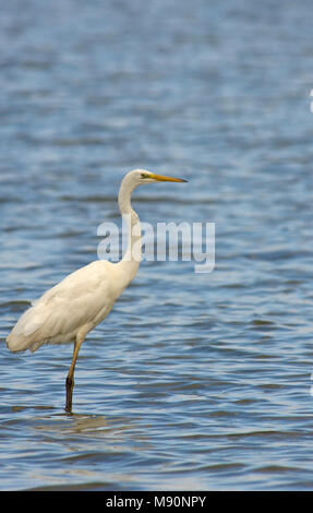 Silberreiher im Wasser stehend, Grote Zilverreiger staand in Wasser Stockfoto