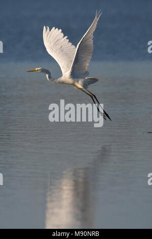 Grote Zilverreiger in Vlucht Nederland, Silberreiher im Flug Niederlande Stockfoto