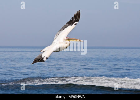 Roze Pelikaan in Vlucht Namibie, Great White Pelican im Flug Namibia Stockfoto