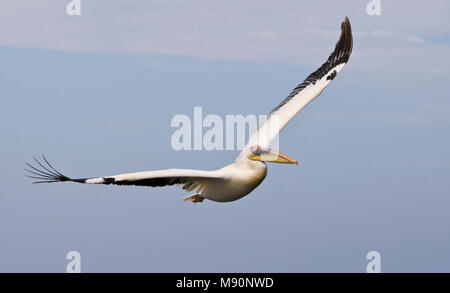 Roze Pelikaan in Vlucht Namibie, Great White Pelican im Flug Namibia Stockfoto