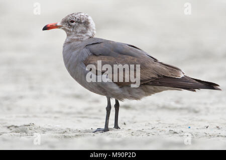 Heermann - meeuw nach winterkleed Californie USA, Gull nach heermann's nicht-breedingplumage Kalifornien USA Stockfoto