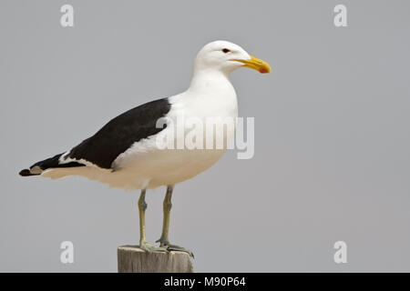 Kelpmeeuw staand op Paal langs de Kust Namibie, Kelp Gull thront am Pole entlang der Küste Namibias Stockfoto