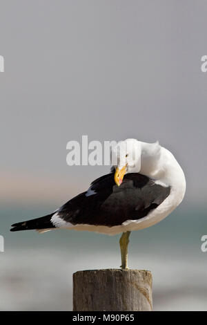 Kelpmeeuw poetsend op Paal langs de Kust Namibie, Kelp Möwe am Pole entlang der Küste putzen Namibia Stockfoto