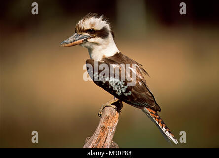 Kookaburra zittend op stok Allemagne, Laughing Kookaburra auf Barsch Australien Stockfoto