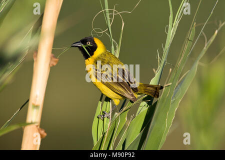 Kleine mannetje Textorwever met Nest materiaal Namibie, Männliche weniger Masked-Weaver mit Nistmaterial Namibia Stockfoto