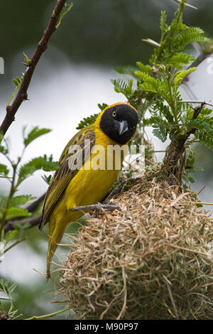 Kleine mannetje Textorwever bij nest Namibie, Männliche weniger Masked-Weaver im Nest Namibia Stockfoto