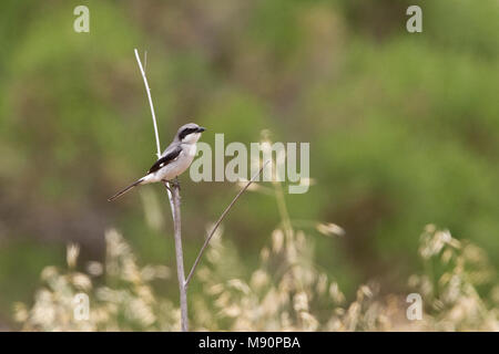 Amerikaanse Klapekster op Insel Santa Cruz Californie USA, Loggerhead Shrike in Santa Cruz Insel Kalifornien USA Stockfoto