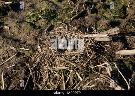 Nest met eieren van Kievit Nederland, Nördliche Kiebitzeiern Niederlande Stockfoto