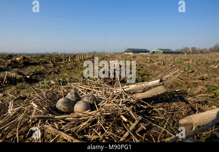 Nest met eieren van Kievit Nederland, Nördliche Kiebitzeiern Niederlande Stockfoto