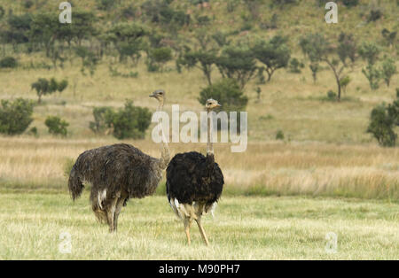 Strauß Struthio camelus; Struisvogel; Stockfoto