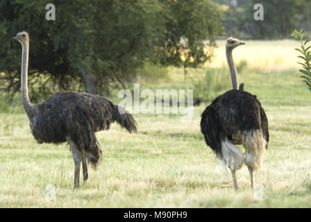 Strauß Struthio camelus; Struisvogel; Stockfoto