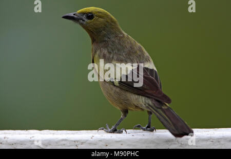 Palmtangare mannetje zittend Tobago, Palm Tanager männlichen thront Tobago Stockfoto