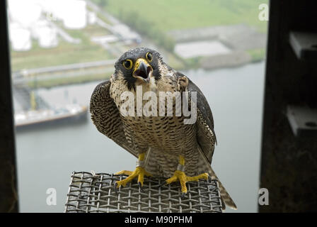 Slechtvalk bij Nest, Wanderfalke an nestsite Stockfoto