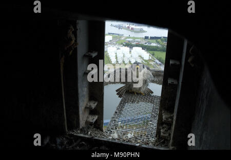 Slechtvalk bij Nest, Wanderfalke im Nest site Stockfoto