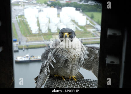 Slechtvalk bij Nest, Wanderfalke im Nest site Stockfoto