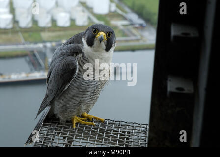 Slechtvalk bij Nest, Wanderfalke im Nest site Stockfoto