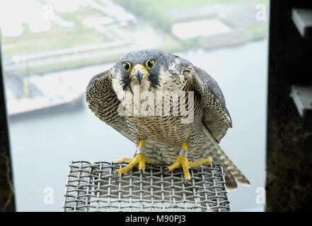 Slechtvalk bij Nest, Wanderfalke an nestsite Stockfoto