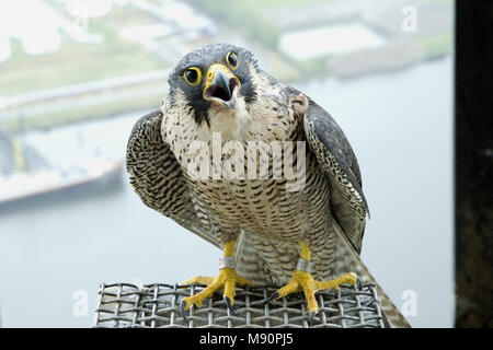 Slechtvalk bij Nest, Wanderfalke an nestsite Stockfoto