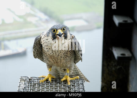 Slechtvalk bij Nest, Wanderfalke an nestsite Stockfoto