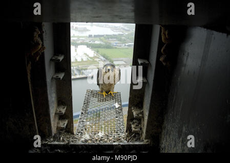 Slechtvalk bij Nest, Wanderfalke an nestsite Stockfoto