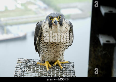 Slechtvalk bij Nest, Wanderfalke an nestsite Stockfoto