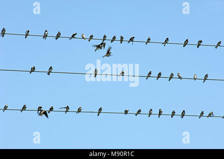 Sand Martin eine Gruppe ruht und das Putzen auf Draht Spanien, Oeverzwaluw een Groep poetsend rustend en op draad Spanje Stockfoto