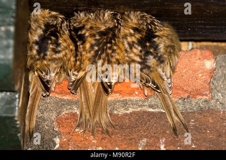 Boomkruiper Groep slapend tegen Muur van huis Nederland, Short-toed Treecreeper Gruppe schlafen Niederlande Stockfoto