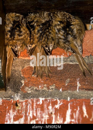 Boomkruiper Groep slapend tegen Muur van huis Nederland, Short-toed Treecreeper Gruppe schlafen Niederlande Stockfoto