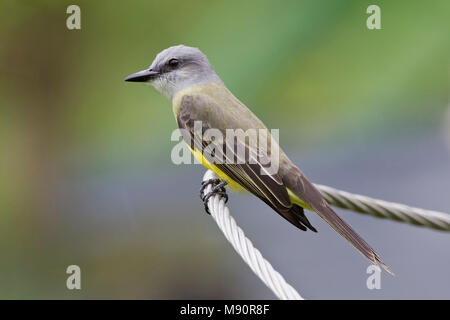 Tropische Koningstiran zittend op draad Tobago, Tropical Kingbird thront auf Draht Tobago Stockfoto