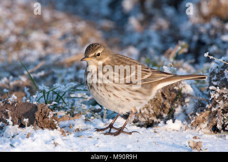 Waterpieper in de sneeuw zoekend voedsel naar Nederland, Wasser Pieper Nahrungssuche im Schnee Niederlande Stockfoto