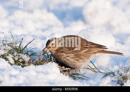 Waterpieper in de sneeuw zoekend voedsel naar Nederland, Wasser Pieper Nahrungssuche im Schnee Niederlande Stockfoto