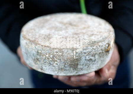 Französischer Käse. Tomme de Savoie. Stockfoto