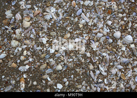 Muscheln am Strand von Cabourg, Frankreich. Stockfoto