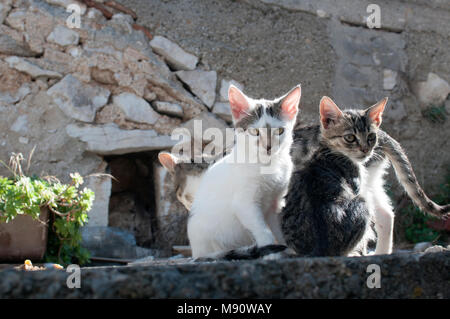 Tramp Katzen Stockfoto