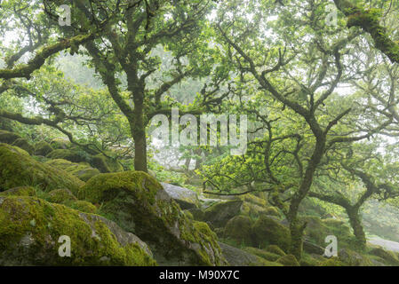 Knorrige und verdrehte Eichen über Moos bedeckt Felsbrocken in Wistman's Wood SSSI, Nationalpark Dartmoor, Devon, England. Sommer (Juli) 2017. Stockfoto