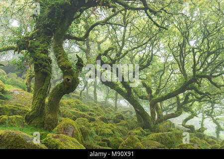 Twisted, Moos bedeckt verkümmert Eichen in Wistman's Wood SSSI, Nationalpark Dartmoor, Devon, England. Sommer (Juli) 2017. Stockfoto